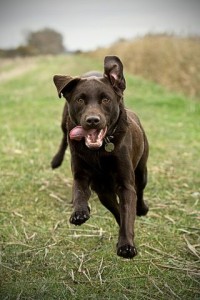 chocolate lab running
