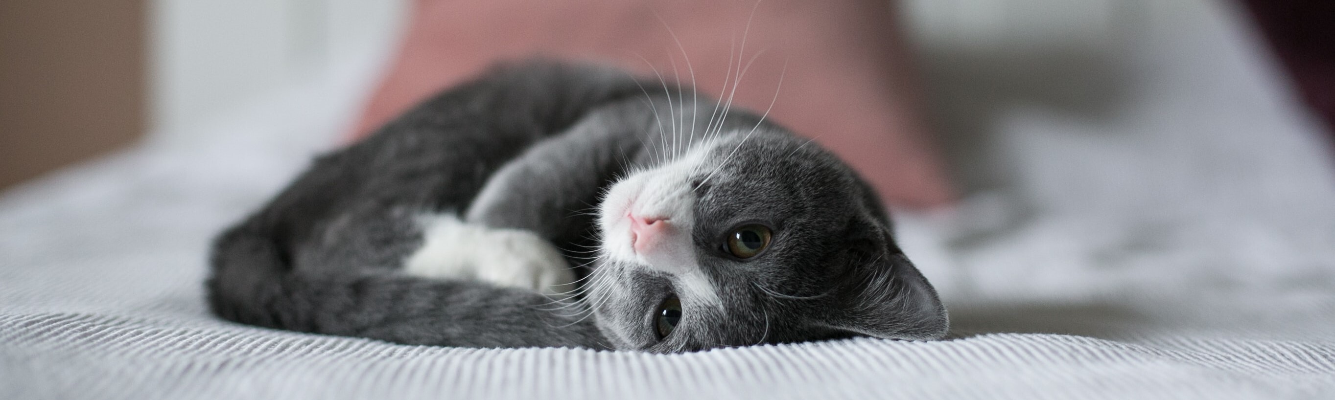 Feline Communication: How to Speak Cat