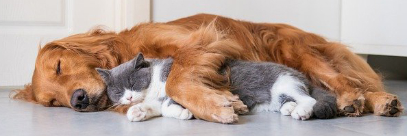 ABC Animal Services Professional Development