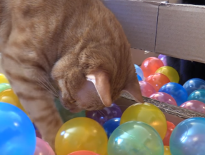 Marmalade in a ball pit