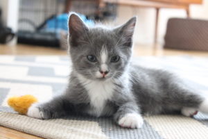 gray and white kitten