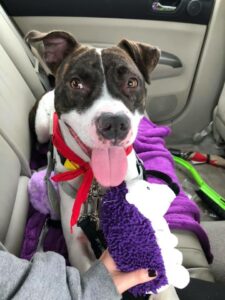 Foster dog in car