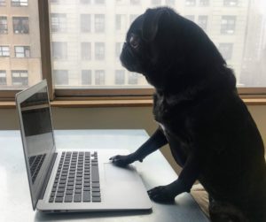 black-pug--dog-laptop