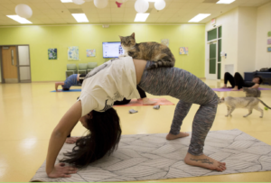Cat yoga