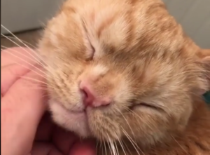 Smush purring