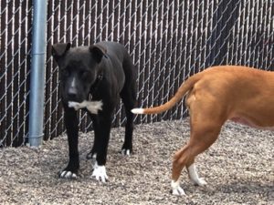 Baltimore in playgroup