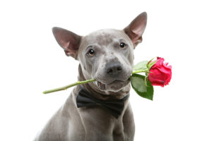 dog with rose in his mouth