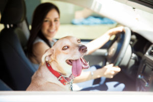 Dog and woman on a car ride