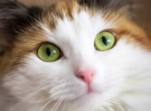 Cat with green eyes