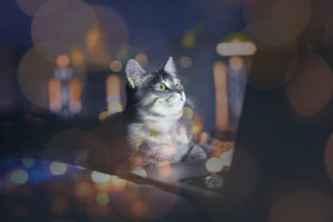 Cute cat with laptop on couch at home and night cityscape reflection on window