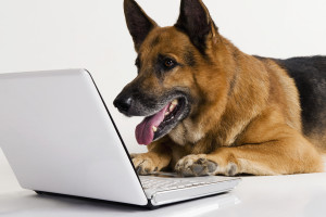 German Shepherd dog using a laptop