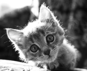 kitten with head tilt