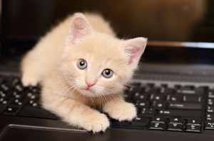 Beige kitten plays on a computer keyboard