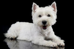 West Highland White Terrier