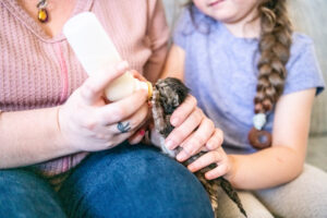 two people feeding neonatal brown kitten
