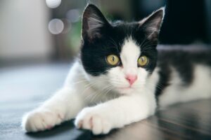Black and white cat laying on floor with paws stretched out