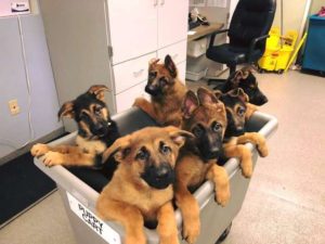 puppy-cart