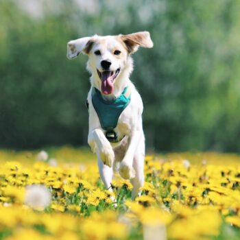 image associated with the Recognizing and de-escalating big feelings in dogs