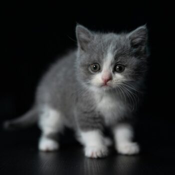 image associated with the Maddie’s Weekly Roundup: Understanding tribal sovereignty, Maddie’s Tail Wag and more!