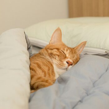 image associated with the Maddie’s Weekly Roundup: End-of-year fundraising, Animal Welfare Assessment Grid and more!