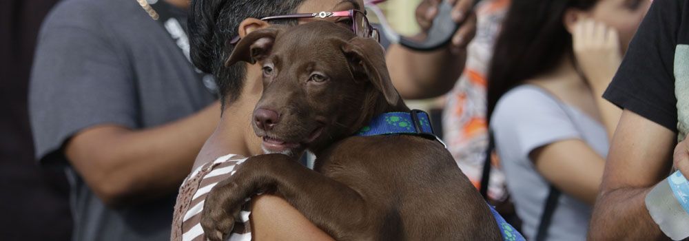 Brown Lab being held by it's owner